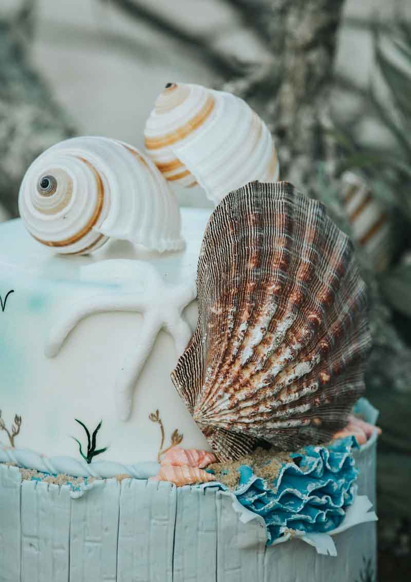 seashells on wedding cake