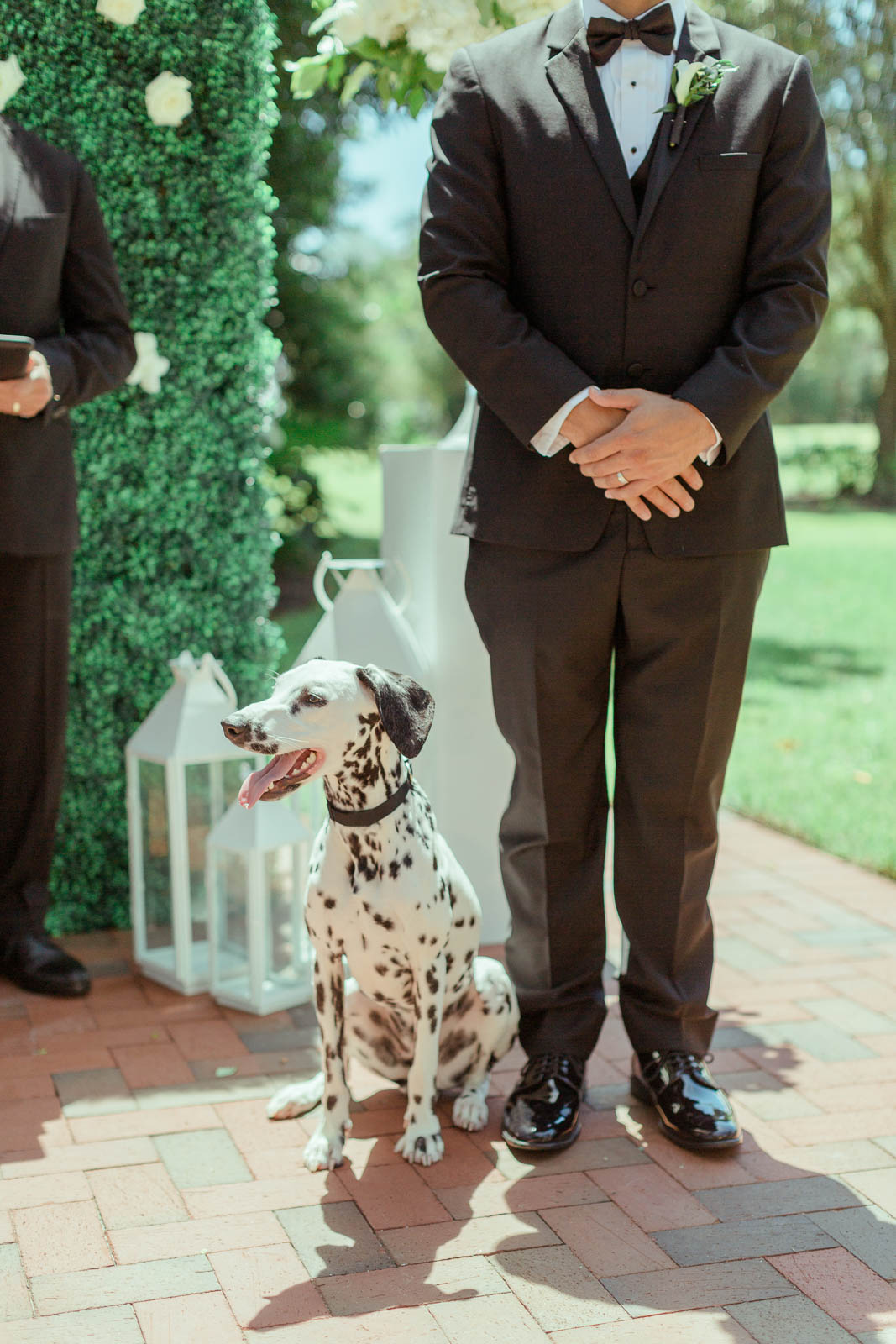 Dalmatian standing next to groom for wedding ceremony.